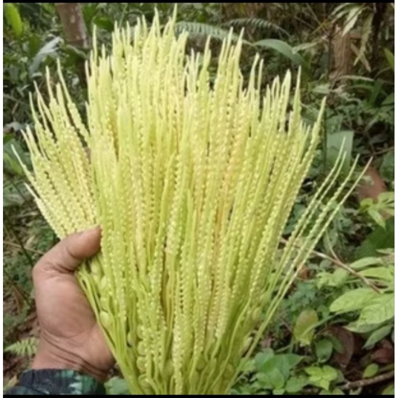 

herbal bunga pinang segar 500gram