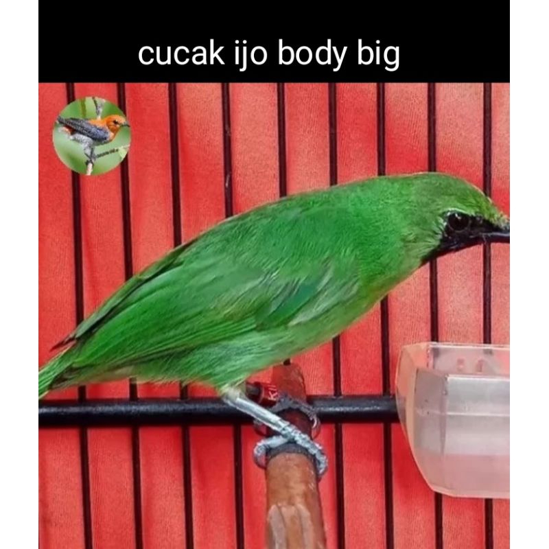 Cucak Ijo Body Big