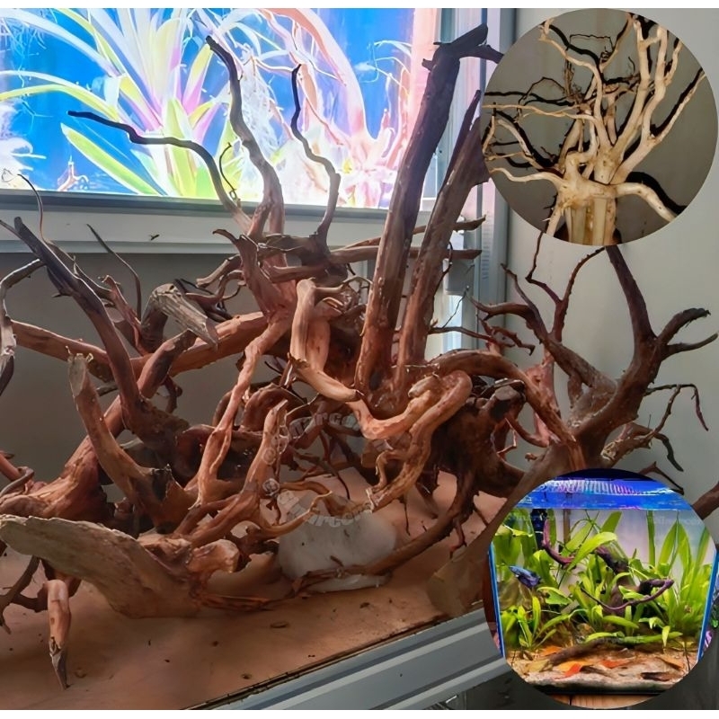 Terbaik Akar Aquarium Aquascape size XL/Akar Rasamala Dekorasi Aquarium Aquascape