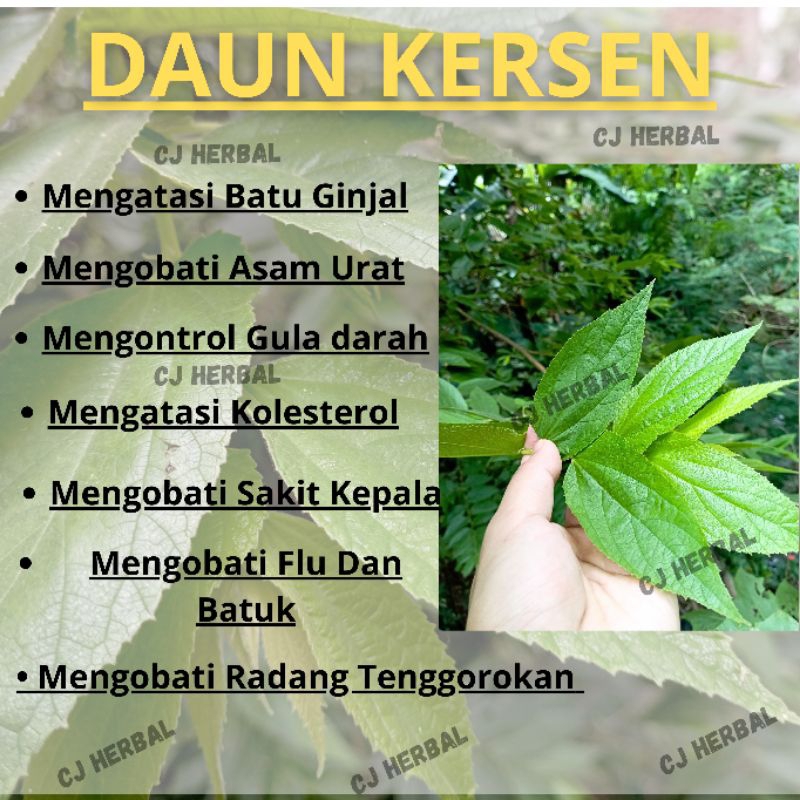 

DAUN KERSEN SEGAR 500GR