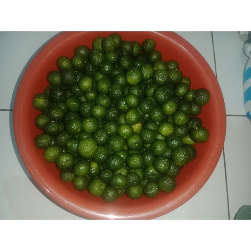 

jeruk limau,kondisi fres,dari kebun sendiri