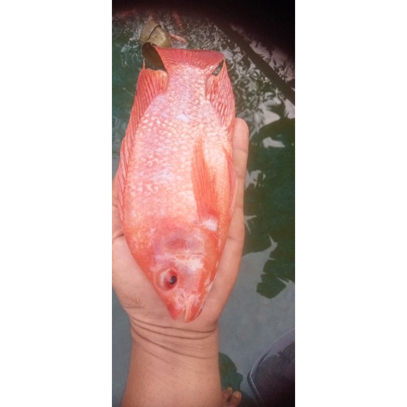 paketan 10 indukan Nila merah siap pijah