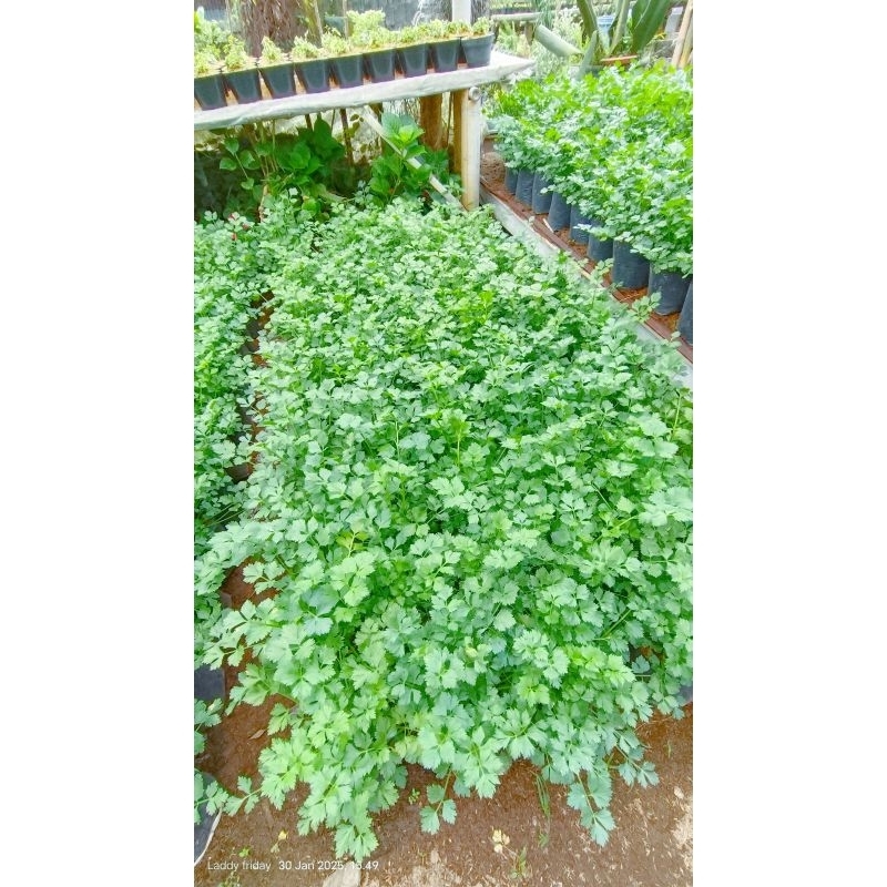 

pohon seledri segar