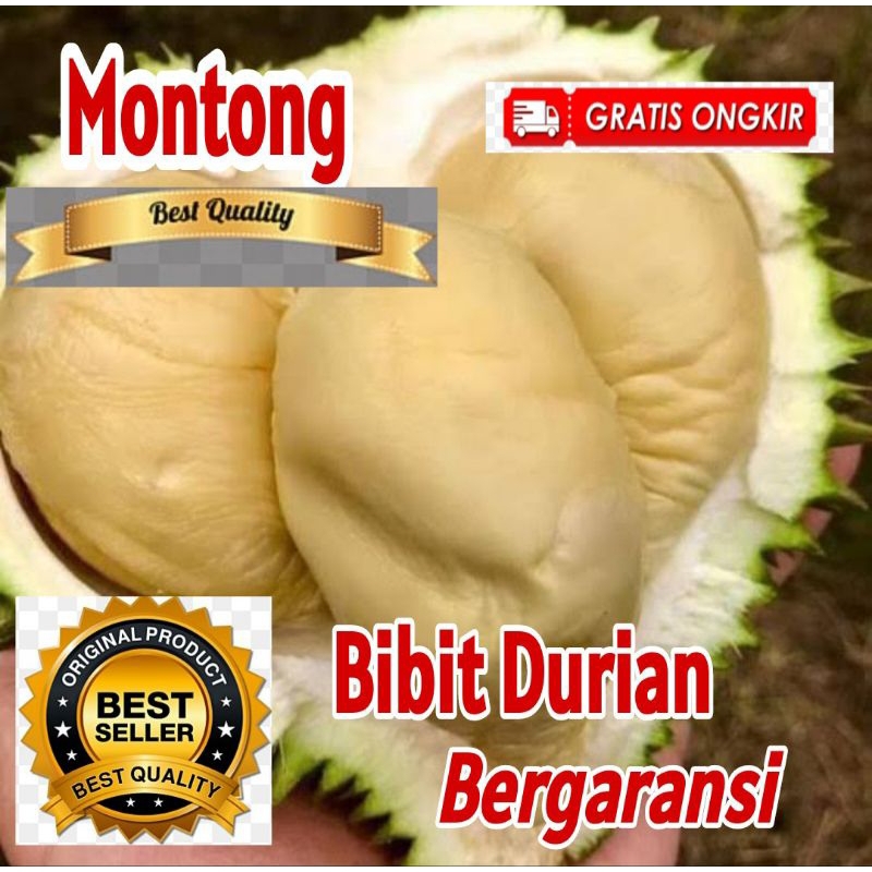 Bibit Durian MONTONG | Bergaransi Asli Bibit Unggul