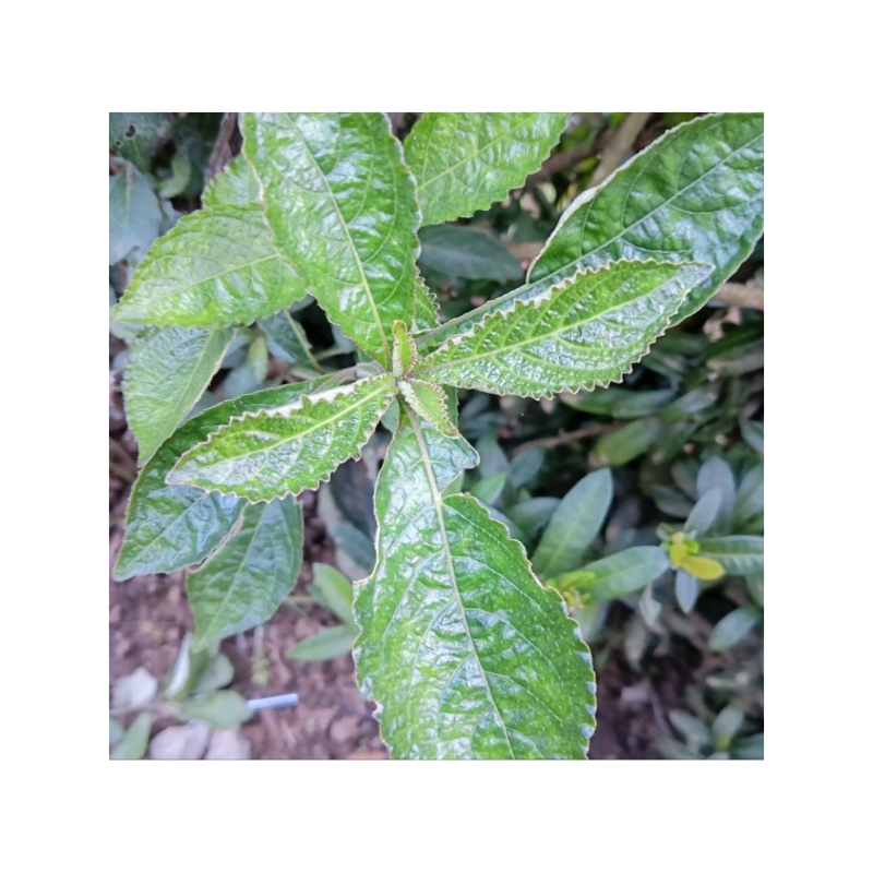 

Daun pecah beling segar langsung petik 1kg