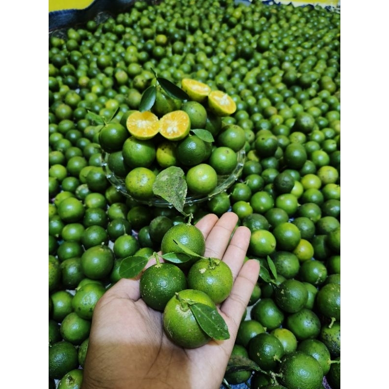 

1kg jeruk SONKIT JERUK KASTURI JERUK kunci jeruk lemon cui