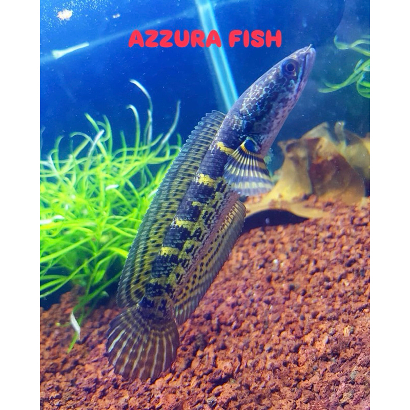 Baby auranti cobra size 5-7 cm