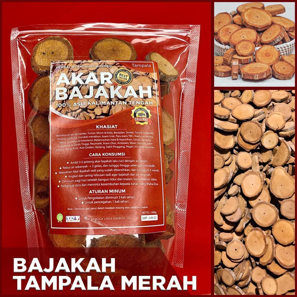 

Akar Bajakah Kalalawit Merah Asli Kalimantan 1kg