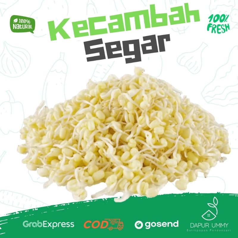 

KECAMBAH • Tauge Pendek • Toge Rawon