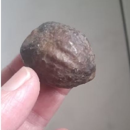 Muncang adu MJ pelak kaliwiro tua jatuhan