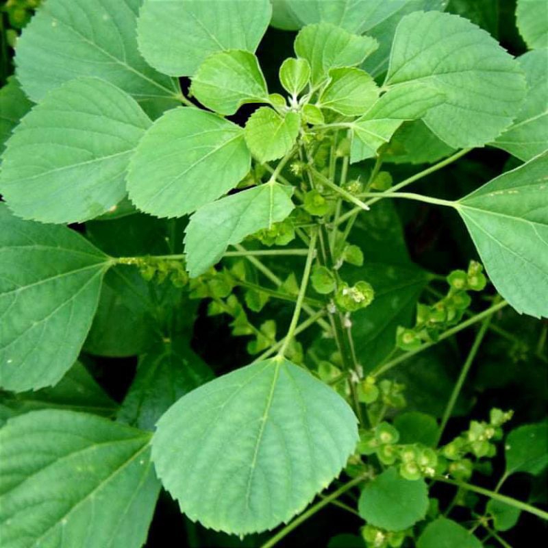 

500g daun anting anting/ daun antingan segar/ obat herbal