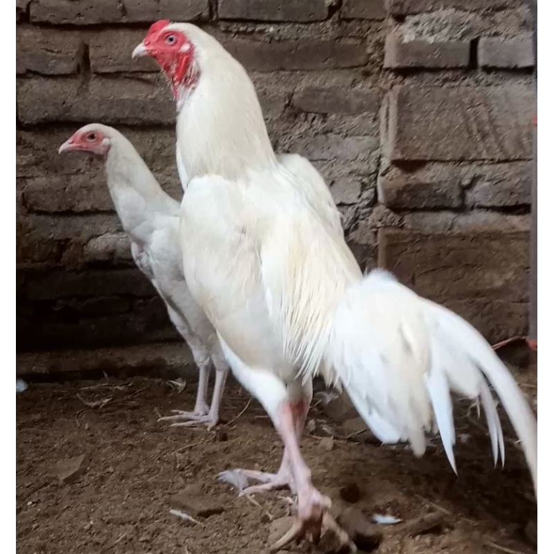 Ayam Putih Mulus/Cemani putih