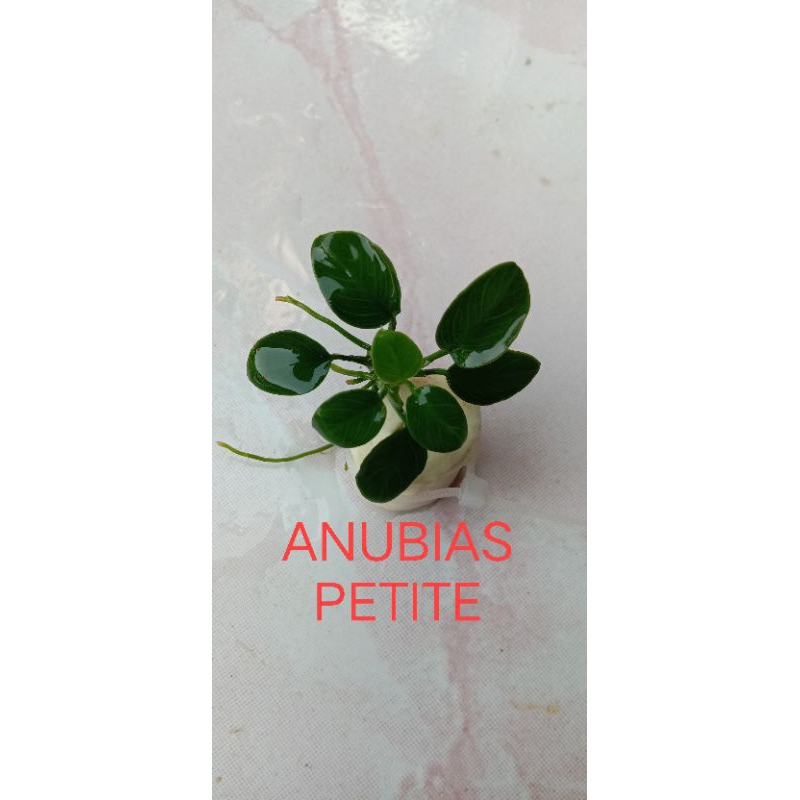anubias petite