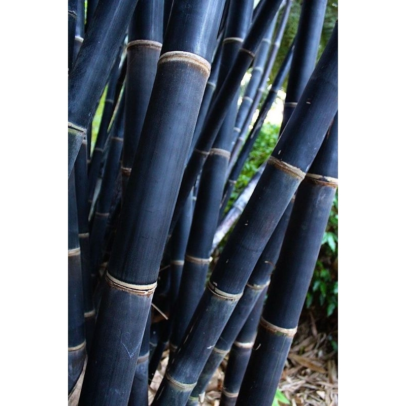 

bambu hitam bahan untuk kerajinan tangan /1000 cm