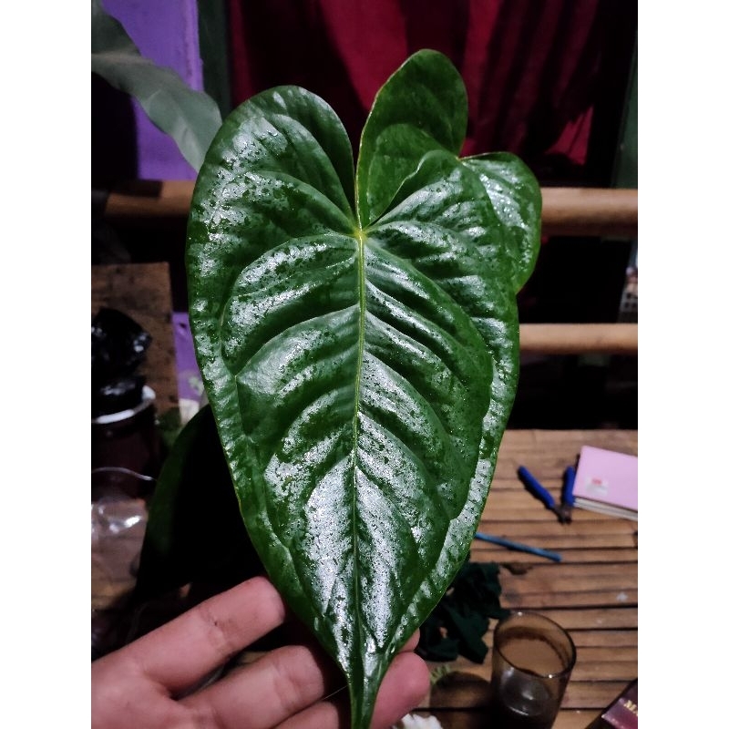 Anthurium Veitchii Hybrid 1 daun plus bonggolan activ