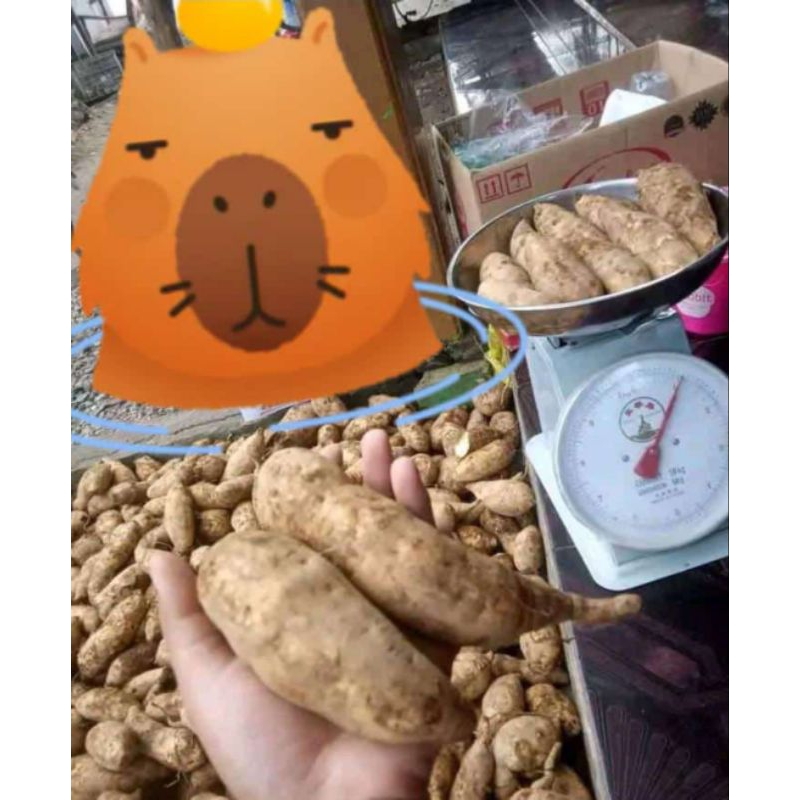 

Ubi Cilembu Asli Enak Lumer Bermadu