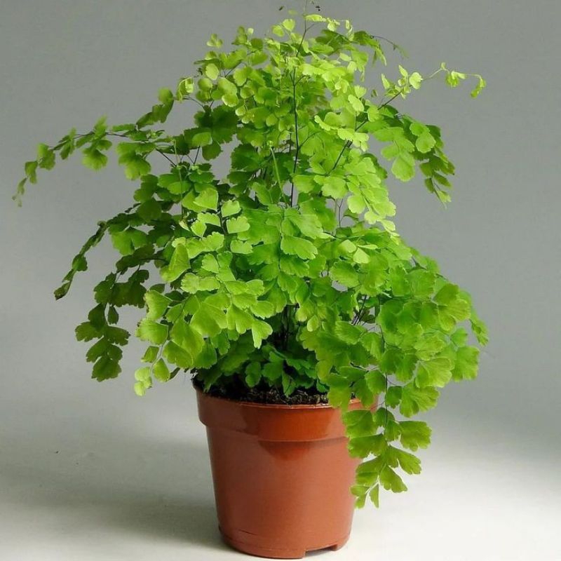Tanaman hias Suplir kupu kupu / pakis Suplir ungu/ Adiantum macrophyllum