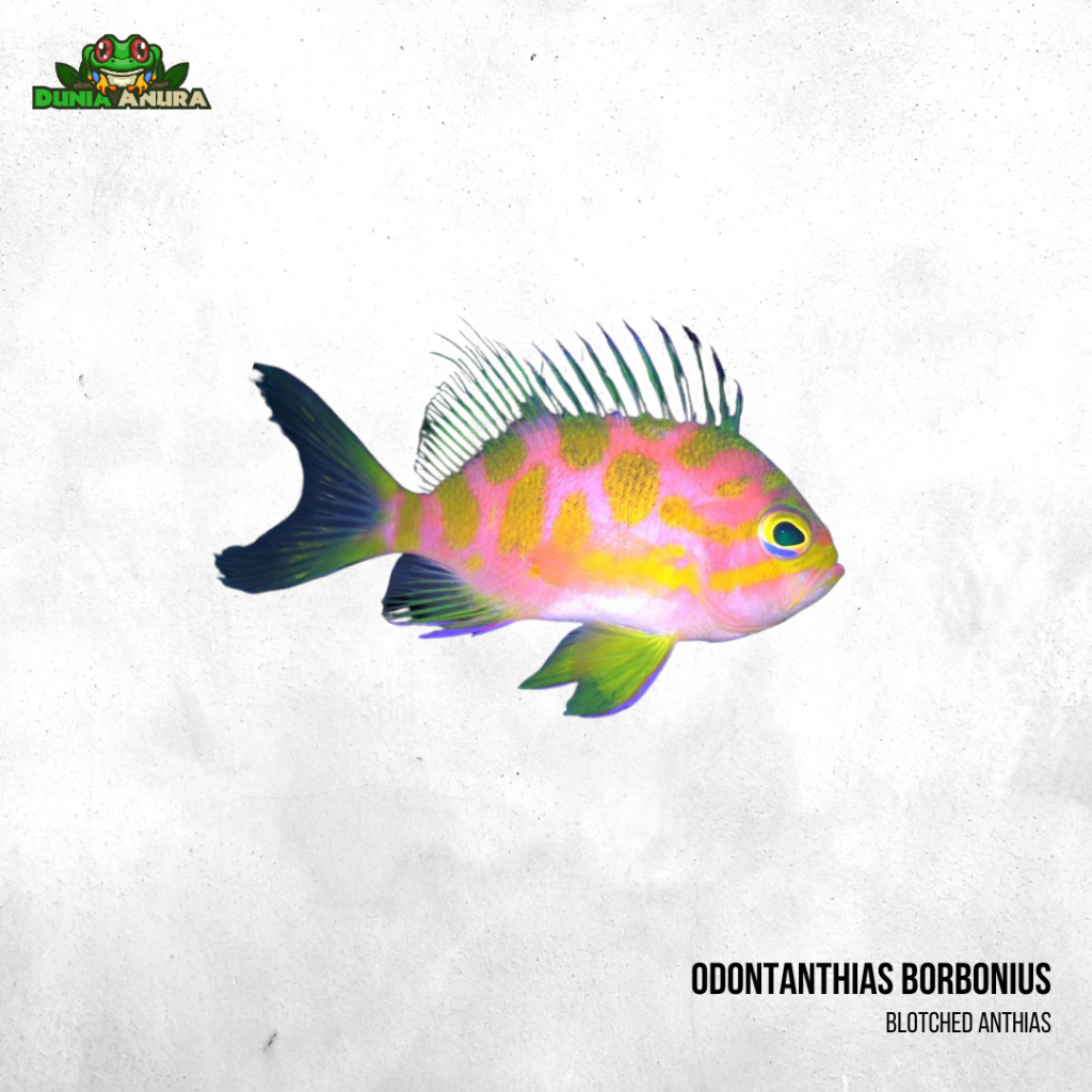 Ikan Hias laut Blotched Anthias - Odontanthias borbonius
