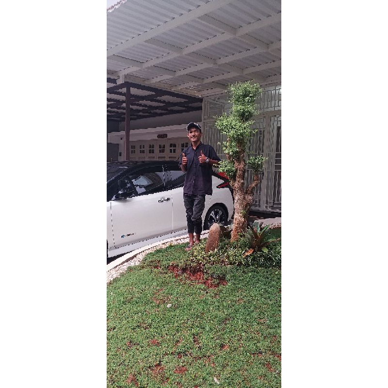 taman dengan bonsai anting putri micro terbaru