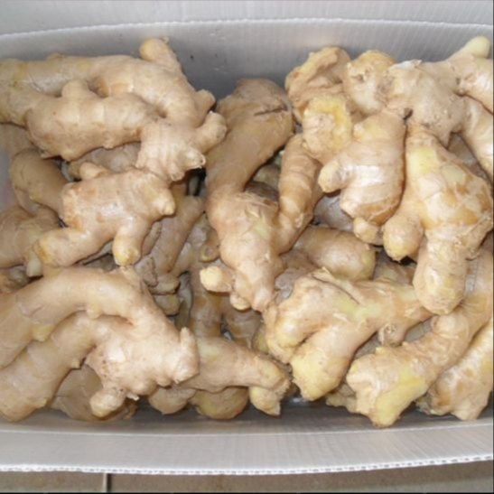 

Jahe Emprit 1 Kg Rasa Lebih Pedas (Sudah Bersih Tidak Berat Dengan Tanah)