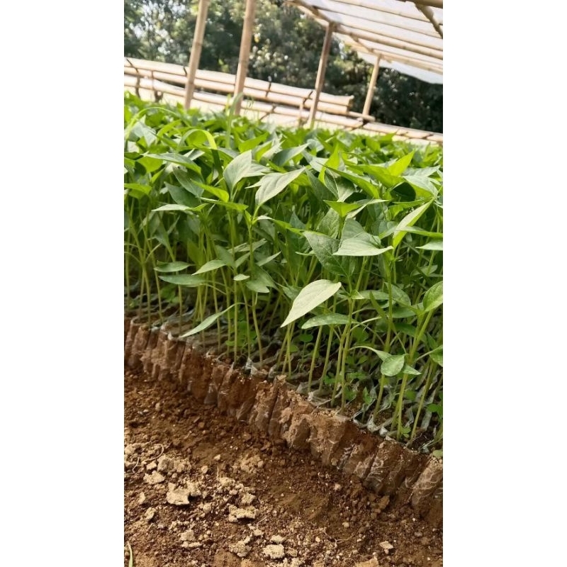

Putri_Garden & Sayur_Segar 1pcs Bibit Cabai keriting merah