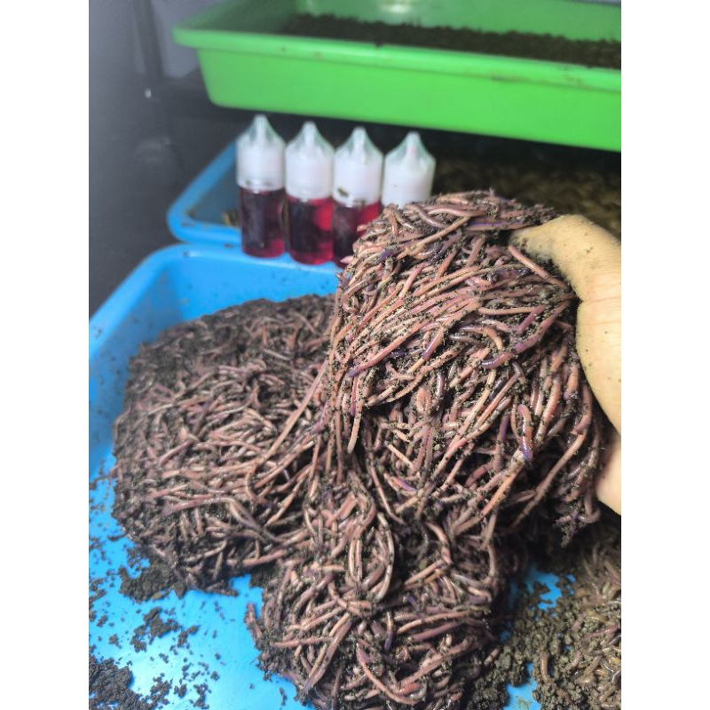 Umpan mancing Gacoor Cacing Merah & Essen/ ful racikan