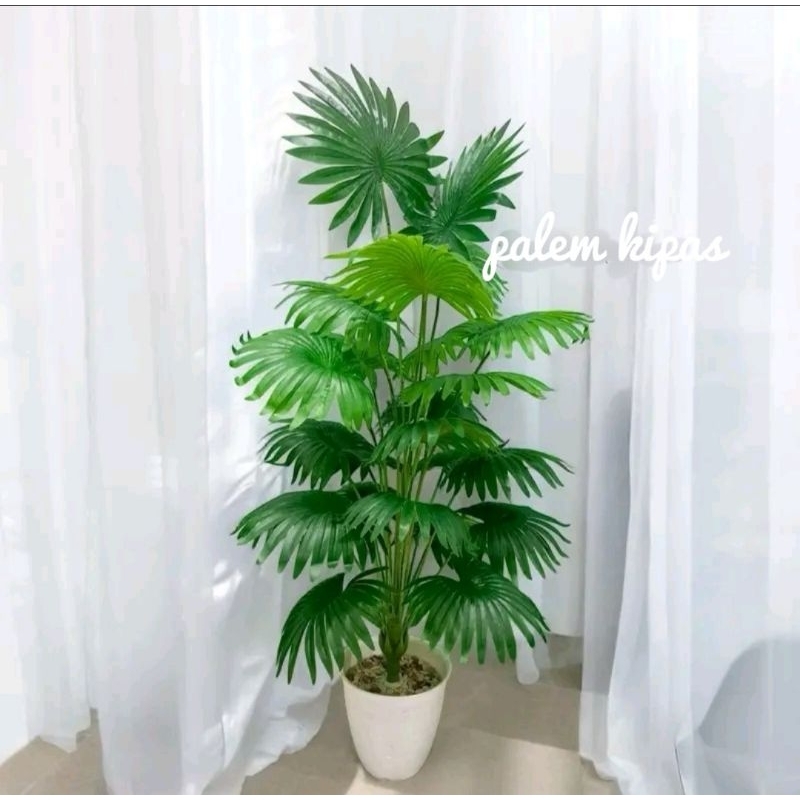 POHON PALEM KIPAS JUMBO (SUDAH DENGAN POT)