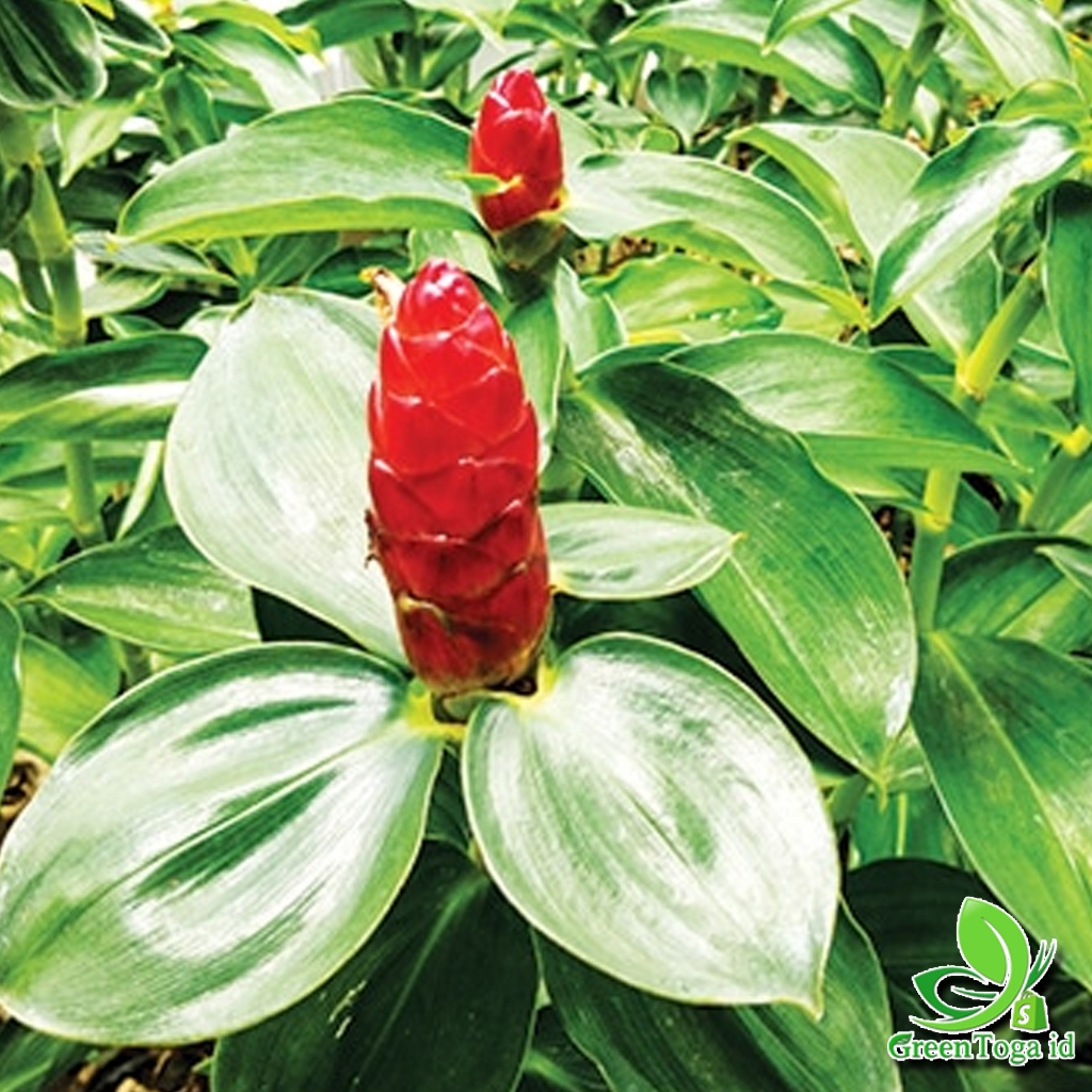 

DAUN PACING SEGAR 1 KG Herbal Tradisional Berkualitas MURAH COD