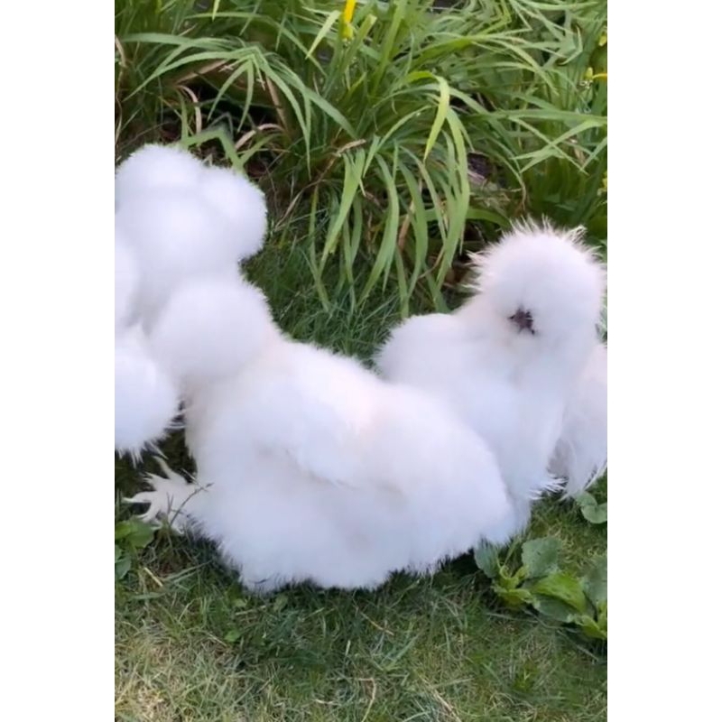 

TELUR AYAM AMERICAN SILKY UNTUK DI TETASKAN