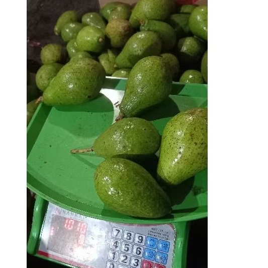 

Alpukat kecil lonjong oval tanyakan saat live