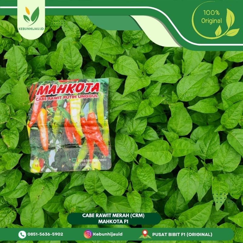 BIBIT CABE RAWIT MERAH MAHKOTA F1