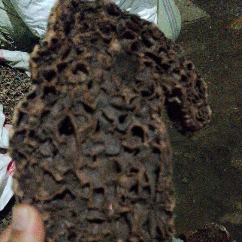 

sarang semut40/ons