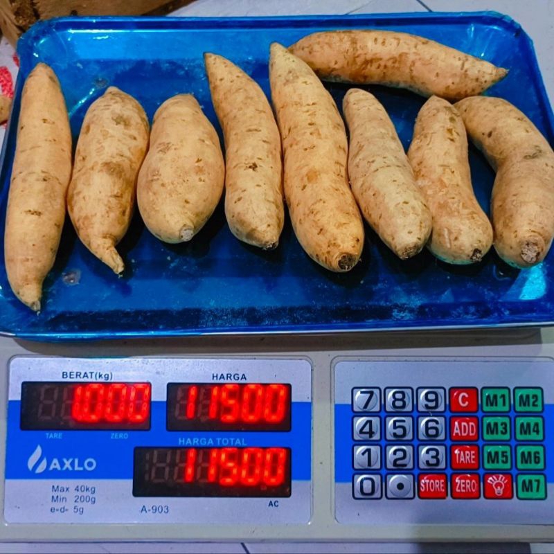 

Ubi Madu Cilembu 1Kg (mentah) Tanggung