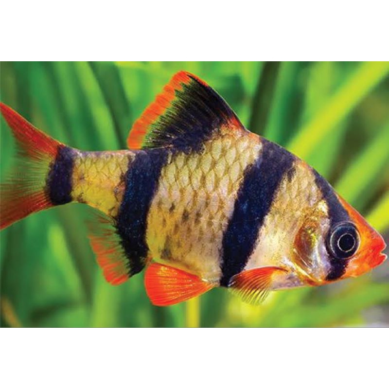 Sumatra Barb (Fish sumatra barb)