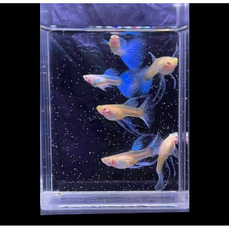 guppy albino blue sky ribon 1 pasang