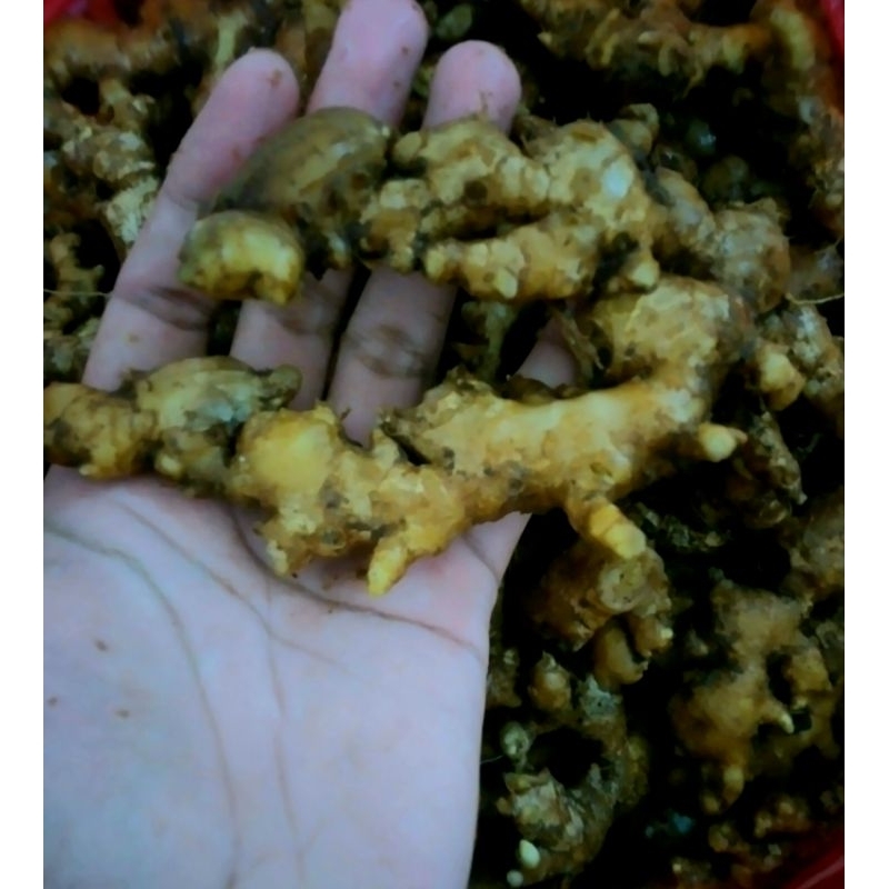 

Jahe mprit segar cocok untuk rempah-rempah / ramuan penghangat badan dan memper lancar serta menghilangkan nyeri perut sebelum datang bulan