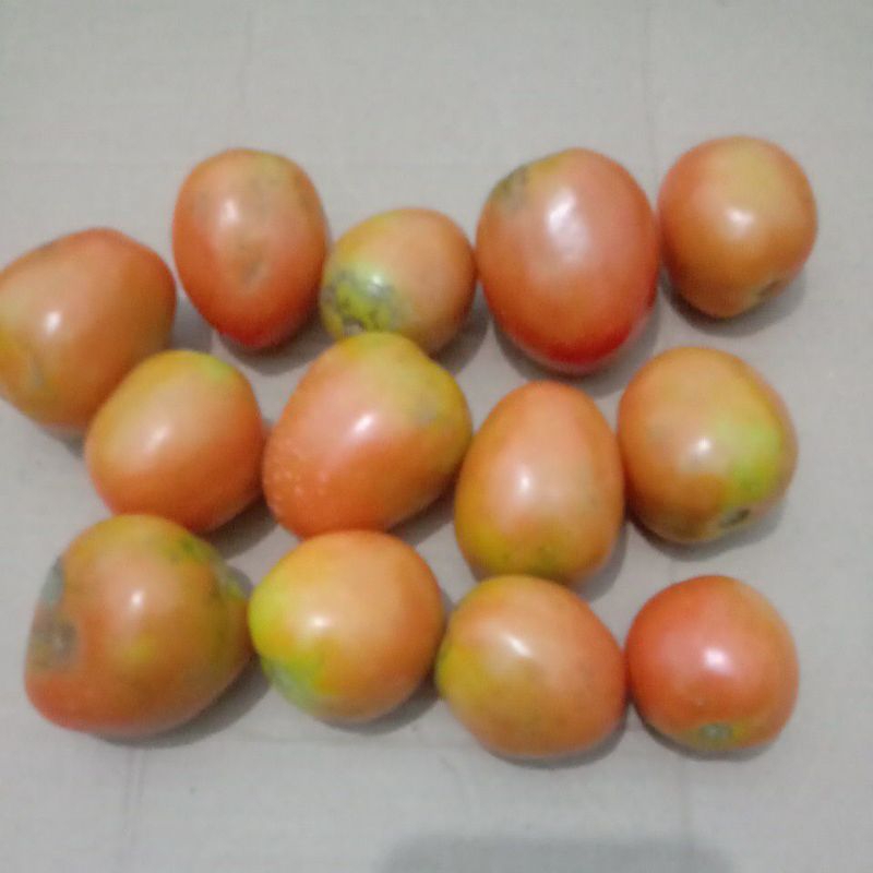 

buah tomat 1kg