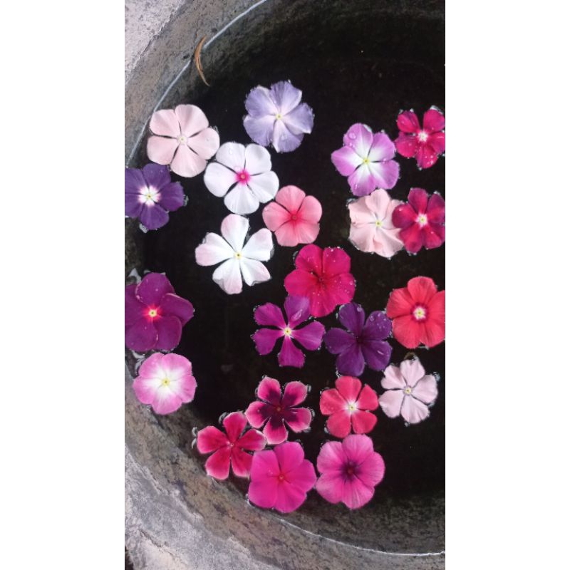 Bibit biji bunga vinca import 100biji