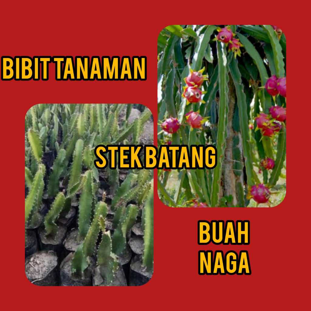 Bibit Buah Naga Merah /  Buah Naga Merah