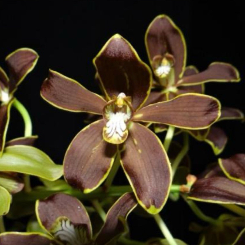 GRAMMATOPHYLLUM MARTAE KONDISI DEWASA