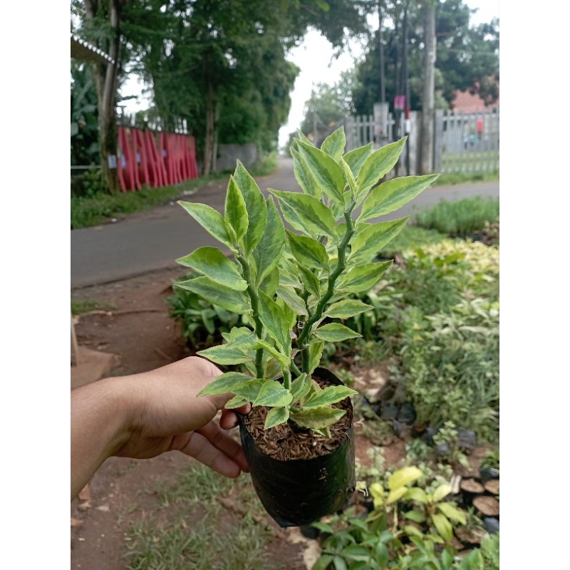 Tanaman Hias Patah Tulang Tanaman Patah Tulang