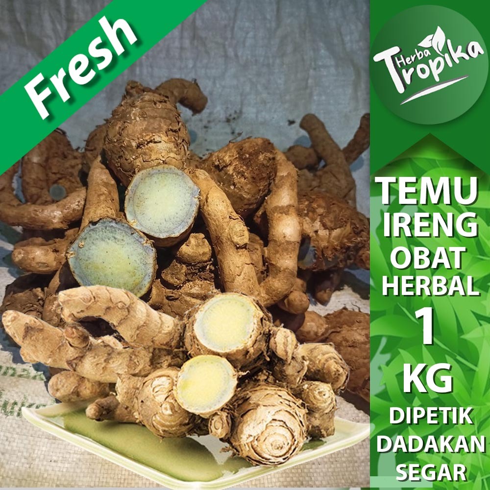 

Temu/Kunyit ireng (Curcuma aeruginosa) Segar 1 kg rempah dan herbal alami toko herba tropika