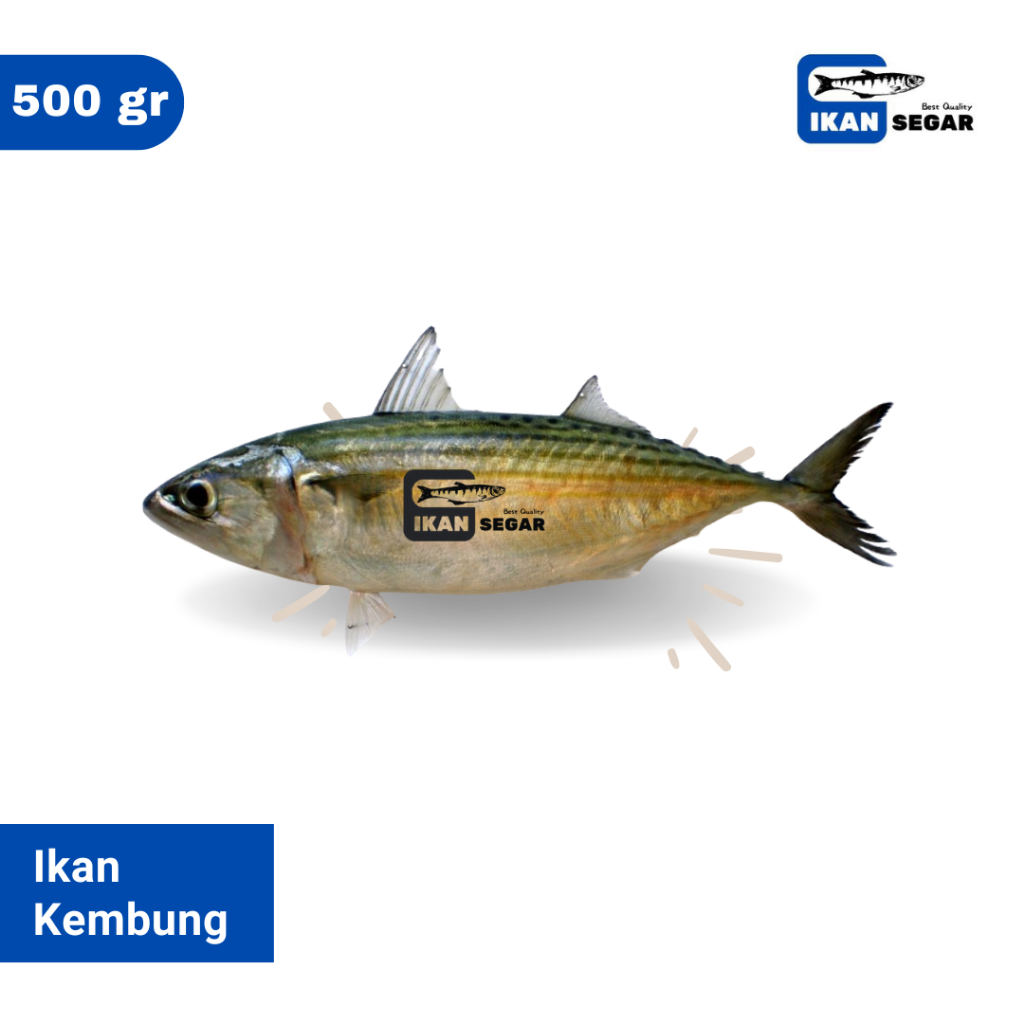 

Ikan Kembung Segar Termurah |1Kg Fast Delivery