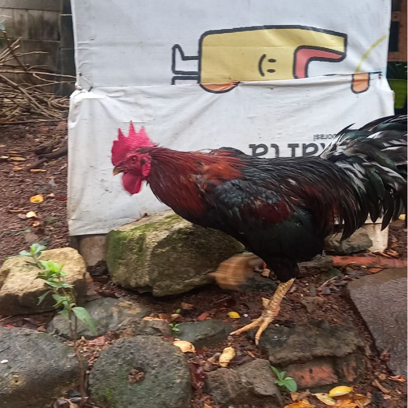 INDUKAN JANTAN AYAM KAMPUNG ASLI BESAR