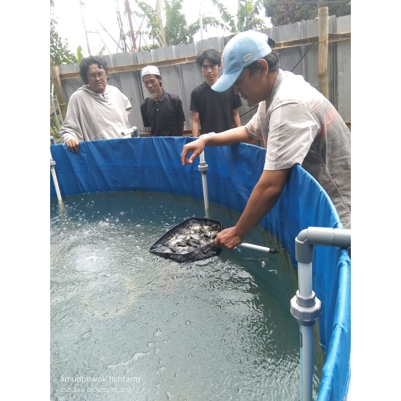 Privat Pelatihan Budidaya Ikan Nila Sistem Bioflok