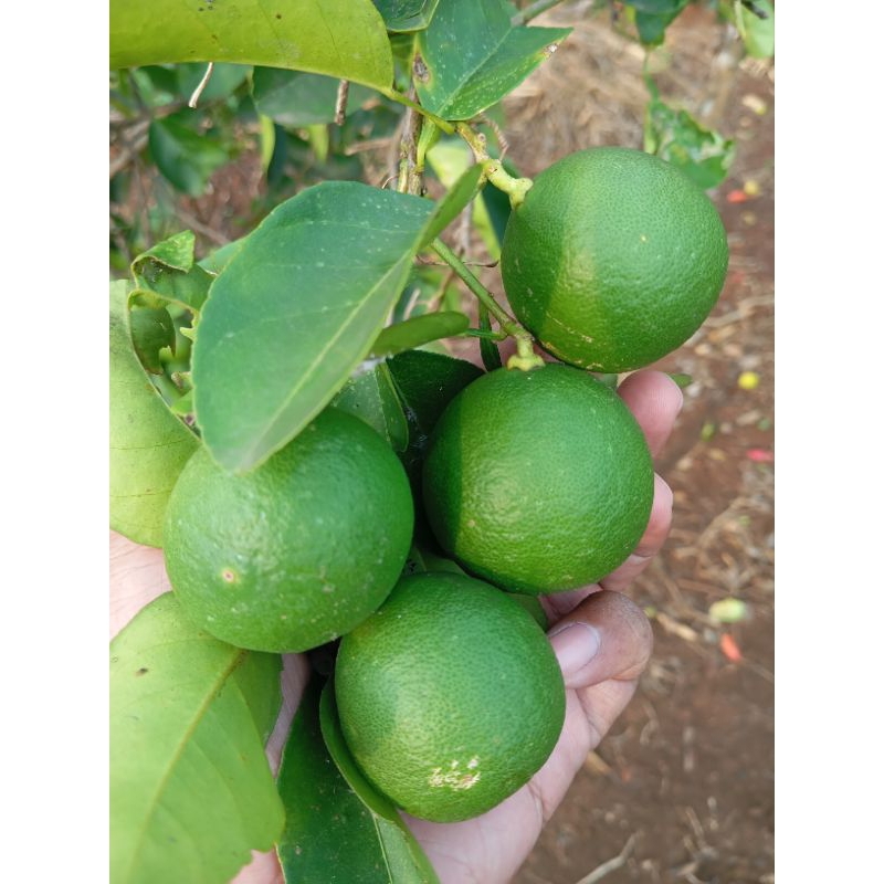 

Jeruk Nipis dan Jeruk Lemon