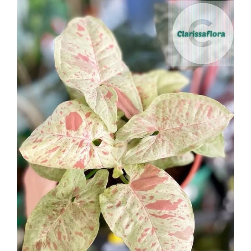 Pohon syngonium milk confetti / tanaman syngonium milk confetti