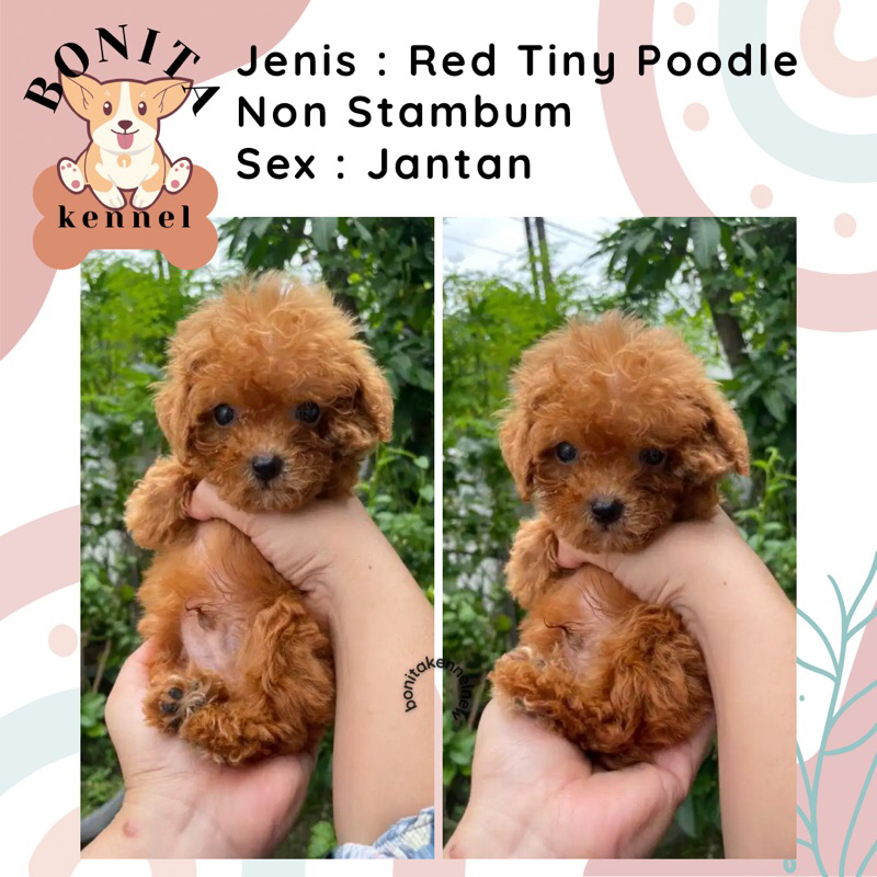 Light Fawn Particolor Tiny Toy Poodle Non Stambum Jantan Betina Anakan Anjing Poodle Putih