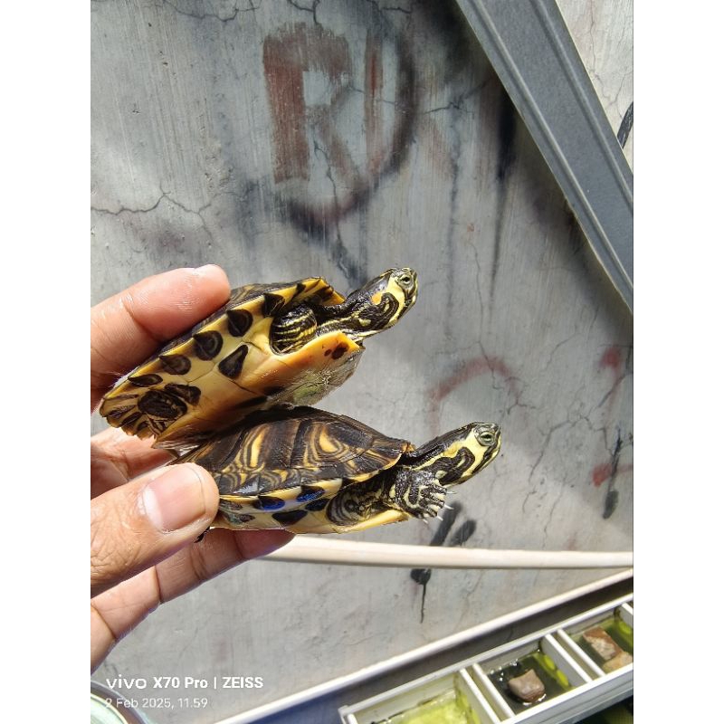 Kura Air Yellow Belly / YB Medium