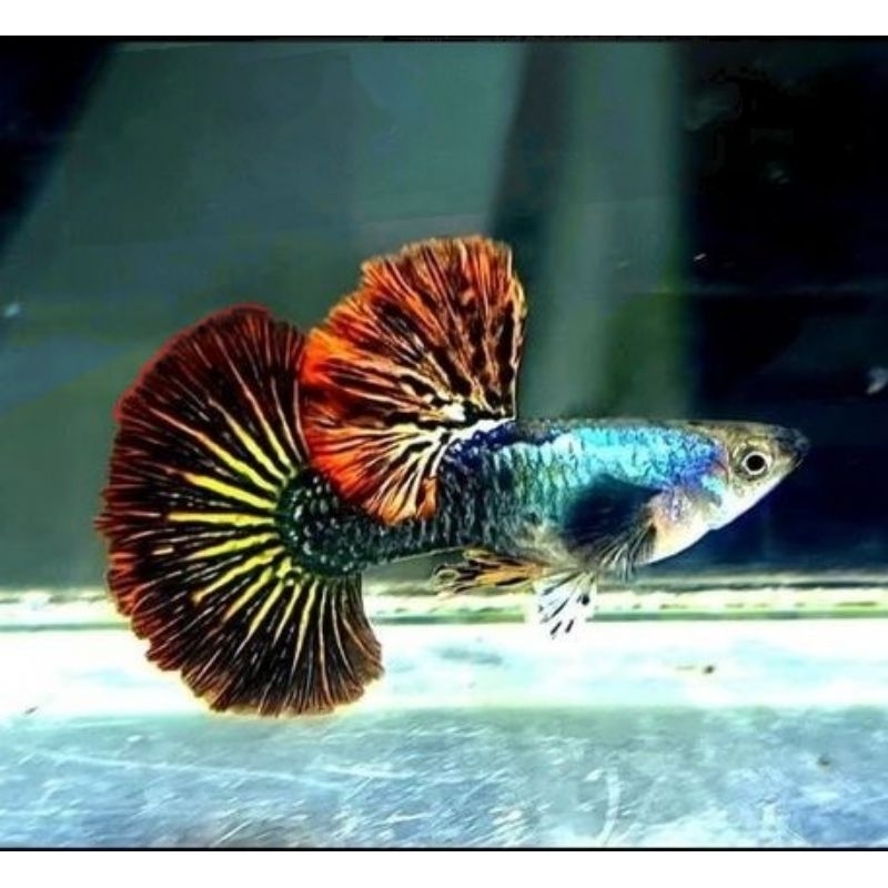 

STIKER GUPPY RED DRAGON 1PAIR